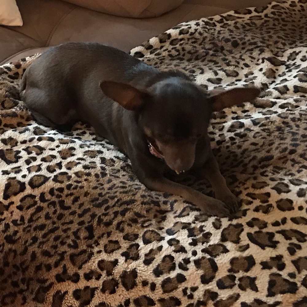 Meet your Posher, Carmen